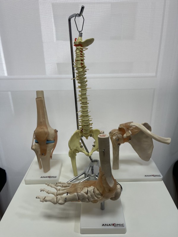 Modelos de corpo humano